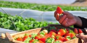 صادرات مصر من الفراولة تسجل 74.447 مليون دولار في الربع الأول 2025 - بوابة اخر ساعة