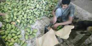 بشاير المانجا.. فاكهة الصيف تبدأ غزو الأسواق من الأقصر.. صور - بوابة اخر ساعة