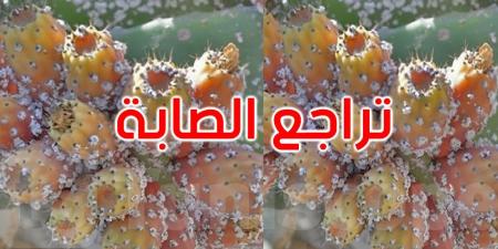 القصرين: تراجع صابة التين الشوكي بسبب الحشرة القرمزية - بوابة اخر ساعة