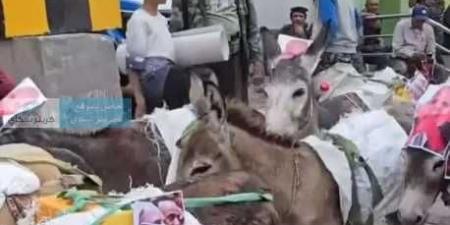 مواطنون في تعز ينظمون موكبًا رمزيًا من الحمير تحمل صور المحافظ احتجاجًا على تردي الأوضاع الخدمية - بوابة اخر ساعة