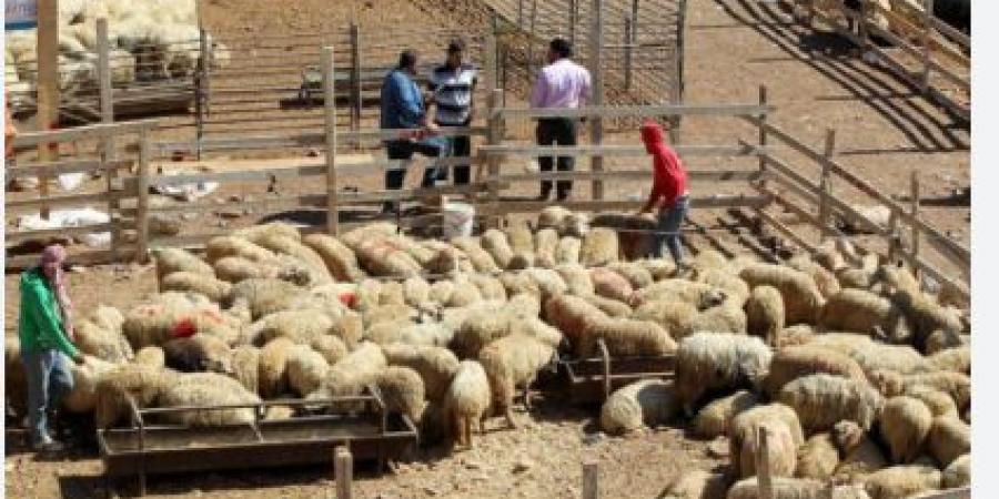 شكاوى من انتشار حظائر الأغنام داخل الأحياء السكنية في المفرق - بوابة اخر ساعة