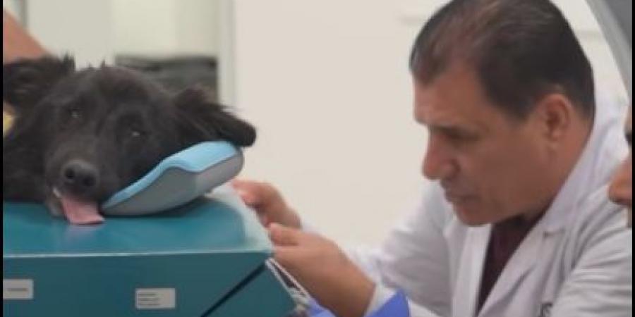 الأول من نوعه في الأردن .. مستشفى متخصص لعلاج كلاب K9 .. فيديو - بوابة اخر ساعة