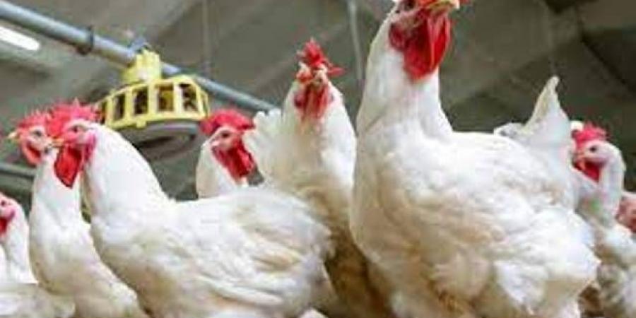 أسعار الدواجن اليوم الجمعة 4-7-2025 - بوابة اخر ساعة