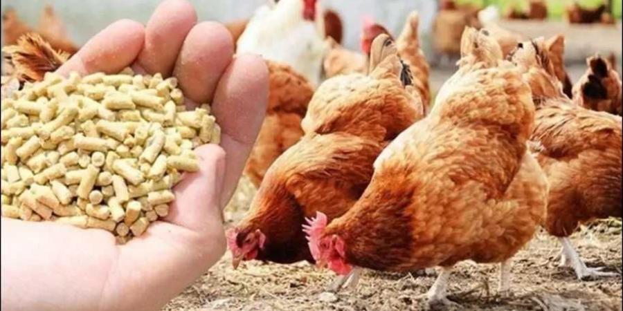 أسعار أعلاف الدواجن في مصر اليوم الإثنين 7 يوليو 2025 - بوابة اخر ساعة